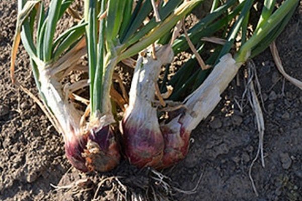 Сайт кракен официальный ссылка onion